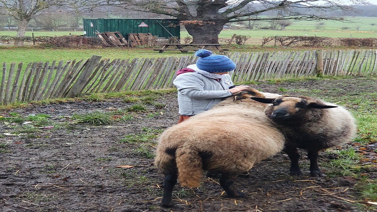 Ein Kind streichelt auf einer grünen Wiese zwei Schafe: Ganz nah an den Tieren: Wie hier bei den Schafen brauchen die Kinder keine Berührungsängste zu haben.