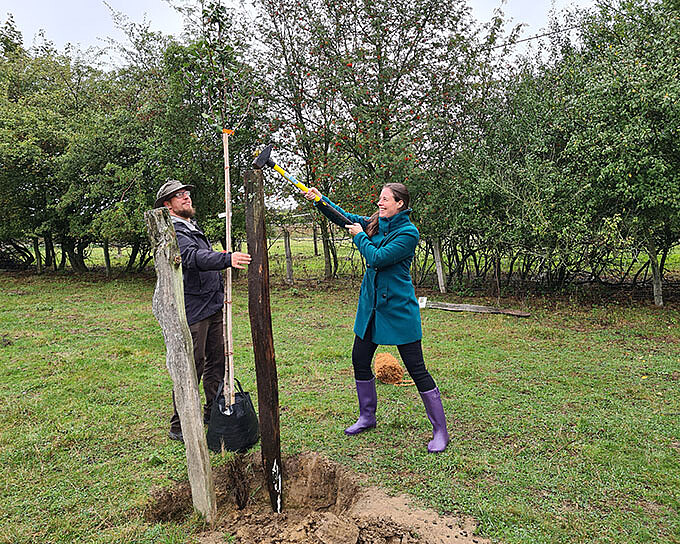 Gordana Nettersheim und Michael Sarasa bei der Befestigung des ersten Birnbaums.