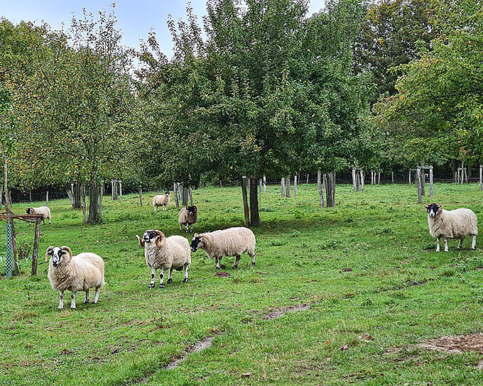 Eine Schafherde lebt auf der Streuobstwiese der Biologischen Station Stolberg.